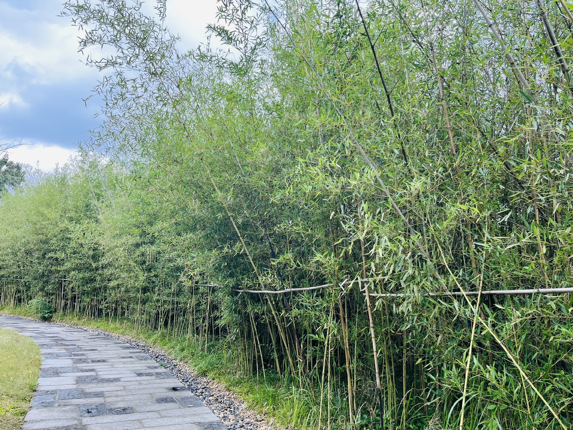 1697091566132180.jpg 竹林.jpg